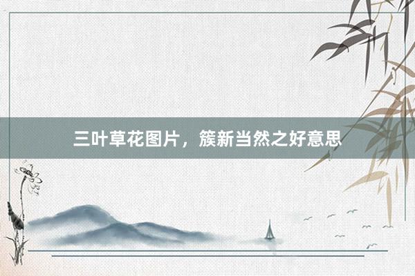 三叶草花图片，簇新当然之好意思
